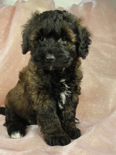 Male Bichon Poodle Puppy for sale # 7 Born September 20, 2011